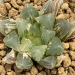 Haworthia Crystal Lamp Variegated