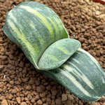 Gasteria Kyoryu Variegated