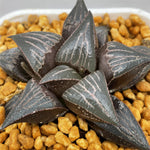Haworthia Badia  'Hinototi'
