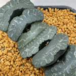 Haworthia Truncata from seeds Big Size