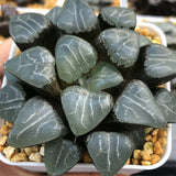 Haworthia Correcta cv 'Tuki Kage' & 'Moon Shadow' Big Size