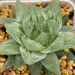 Haworthia Cooperi 'Seturifera' Variegated