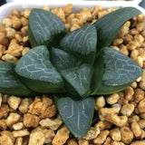 Haworthia Correcta 'Love'