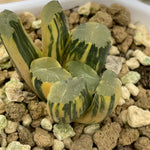 Haworthia Maughanii Rising Sun variegated