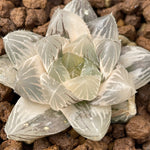 Haworthia White Akasen Lens variegated