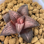 Haworthia Hard Leaf 'Old Folks' Small Size 3cm