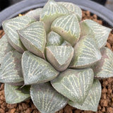 Haworthia Splendens