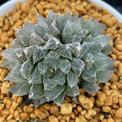 Haworthia Venusta Multihead Other