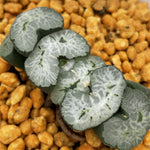 Haworthia Truncata 'Double Swallow'