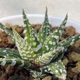 Haworthia Hard Leaf Zebra Variegated