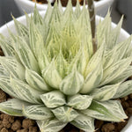 Haworthia Decipiens reversed variegated Big size