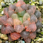 Haworthia Ob-1 Variegated Big Size