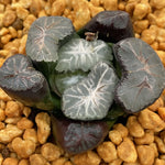 Haworthia Maughanii Taihou