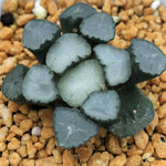 Haworthia Maughanii 'Amaterasu‘