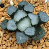 Haworthia Maughanii 'Amaterasu‘