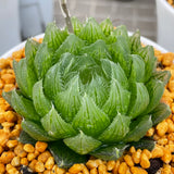 Haworthia cooperi LED Other