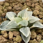 Haworthia Pygmaea West Lake Variegated