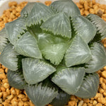 Haworthia Mochi Gyokuro Other