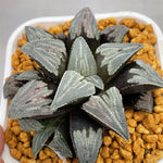 Haworthia Badia 'Gintennyo'