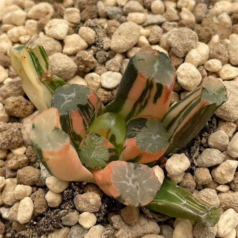 Haworthia Maughanii Spider's Web variegated