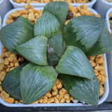 Haworthia Comptoniana x Correcta