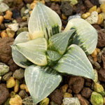 Haworthia Comptoniana Variegated Small Size