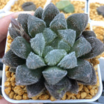 Haworthia Venusta Other