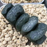 Haworthia Truncata