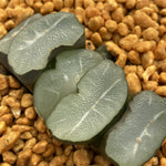 Haworthia Truncata 'See-through'