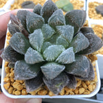 Haworthia Venusta Other