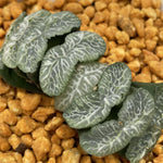 Haworthia Truncata 'Enchanting Stream'