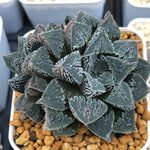 Haworthia 'Shirosato' Other