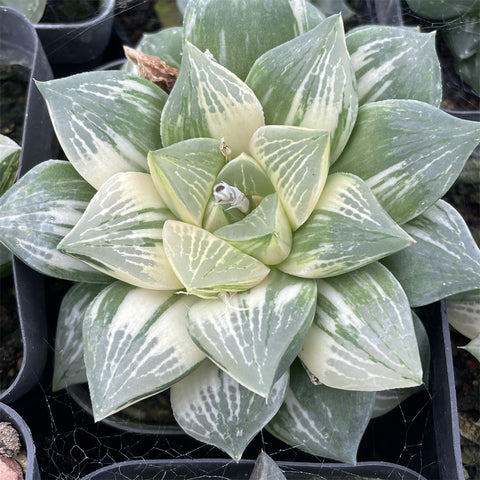 Haworthia Mutica Hybrid Variegated Big Size