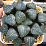 Haworthia Correcta cv 'Tuki Kage' & 'Moon Shadow' Big Size