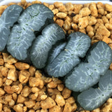 Haworthia Truncata 'Seiryu Giza'