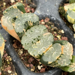 Haworthia Truncata Poseidon Variegated
