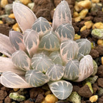 Haworthia Yamada Black Reverse variegated Dreamy Color