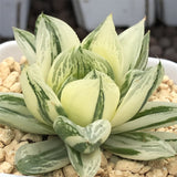 Haworthia Cymbiformis Variegated