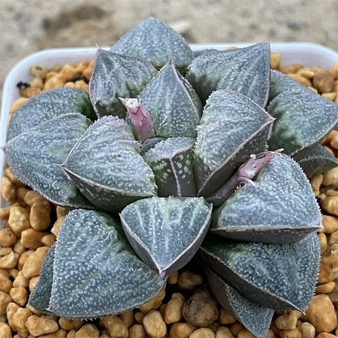 Haworthia Pygmaea celadon