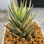 Haworthia Hybrid Koteki Nishiki variegated