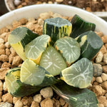 Haworthia Maughanii Gold Variegated