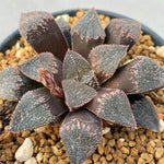 Haworthia Hybrid 'Morning Dew' Plant from seeds