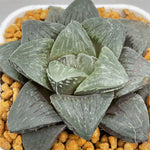 Haworthia Retusa Other