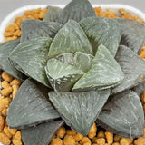 Haworthia Retusa Other