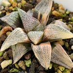 Haworthia Picta Shark Variegated