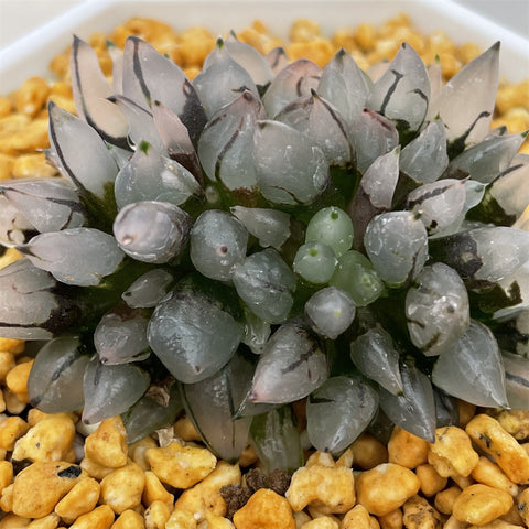 Haworthia Bullet Big Size - N