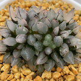 Haworthia Bullet Big Size - N