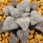 Haworthia Pygmaea 'Pink Beauty'