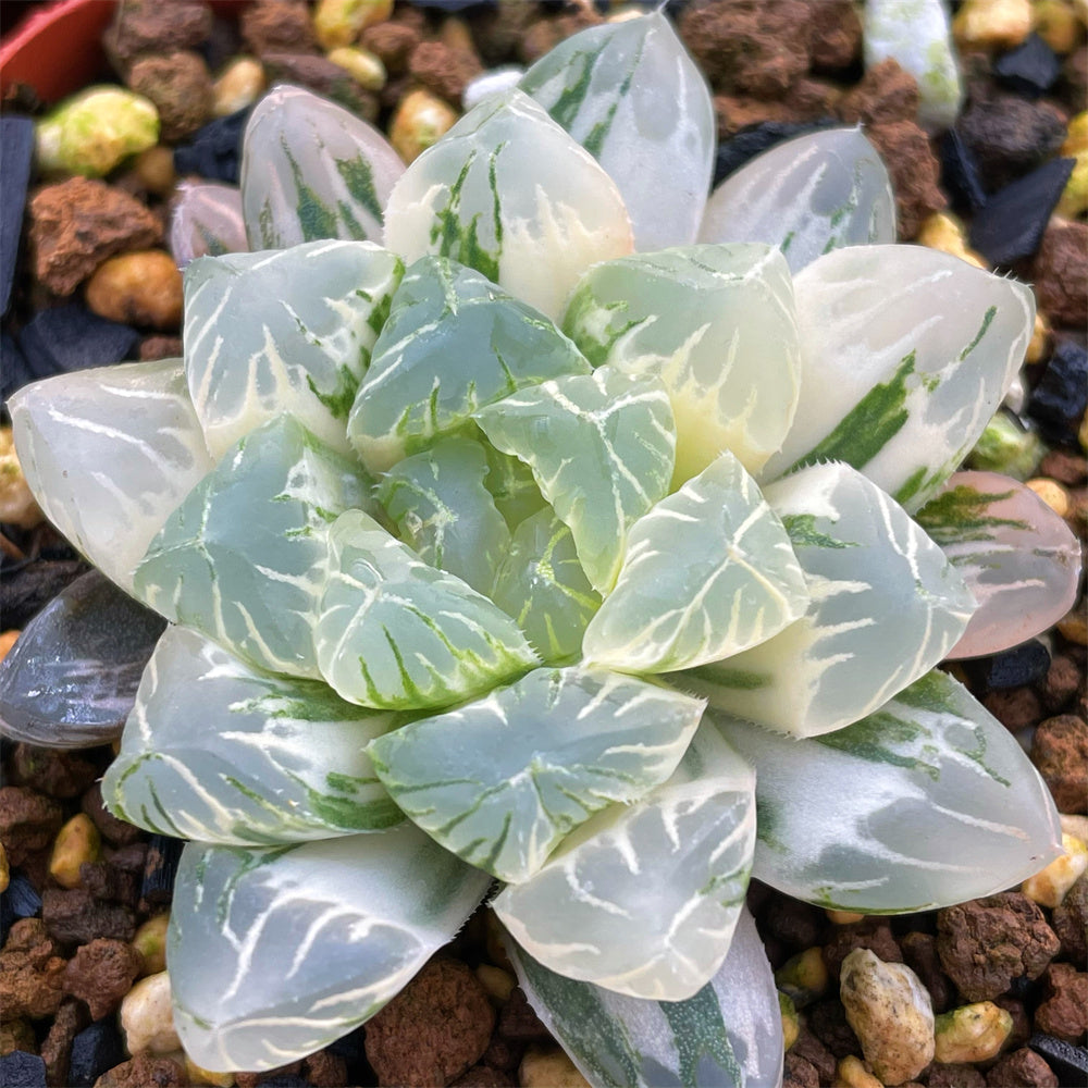 Variegated – Page 2 – ChinaHaworthia