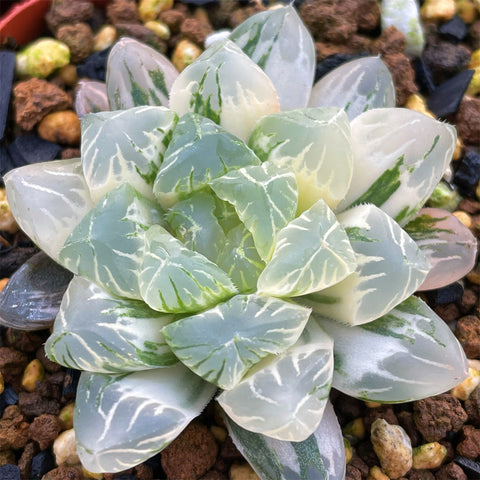 Haworthia Cooperi Variegated 'Hirose'
